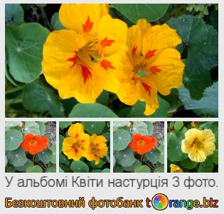 Фотобанк tOrange пропонує безкоштовні фото з розділу:  квіти-настурція