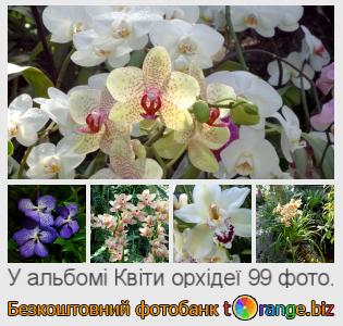 Фотобанк tOrange пропонує безкоштовні фото з розділу:  квіти-орхідеї