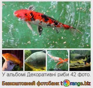 Фотобанк tOrange пропонує безкоштовні фото з розділу:  декоративні-риби