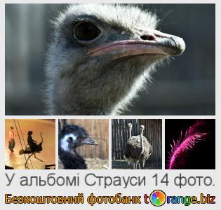 Фотобанк tOrange пропонує безкоштовні фото з розділу:  страуси