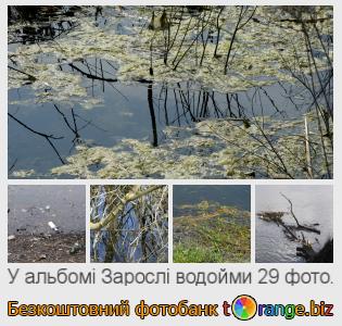 Фотобанк tOrange пропонує безкоштовні фото з розділу:  зарослі-водойми