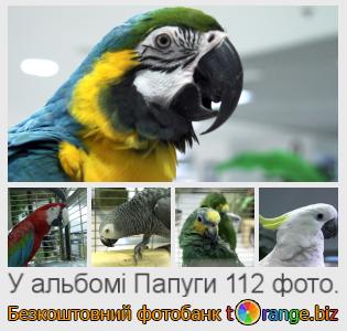 Фотобанк tOrange пропонує безкоштовні фото з розділу:  папуги