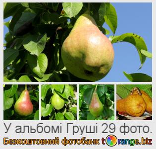 Фотобанк tOrange пропонує безкоштовні фото з розділу:  груші