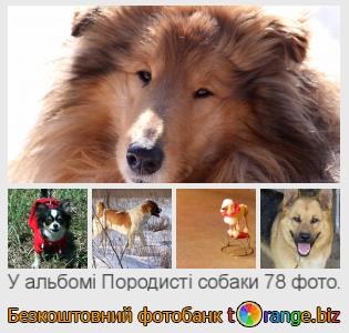 Фотобанк tOrange пропонує безкоштовні фото з розділу:  породисті-собаки