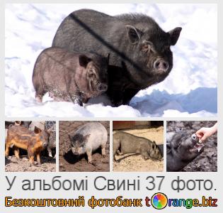 Фотобанк tOrange пропонує безкоштовні фото з розділу:  свині