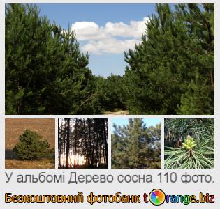 Фотобанк tOrange пропонує безкоштовні фото з розділу:  дерево-сосна