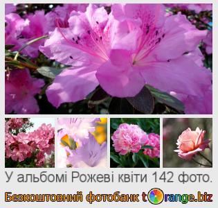 Фотобанк tOrange пропонує безкоштовні фото з розділу:  рожеві-квіти