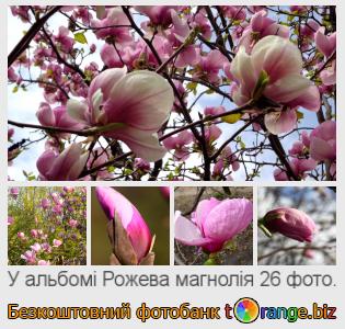 Фотобанк tOrange пропонує безкоштовні фото з розділу:  рожева-магнолія