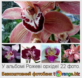 Фотобанк tOrange пропонує безкоштовні фото з розділу:  рожеві-орхідеї
