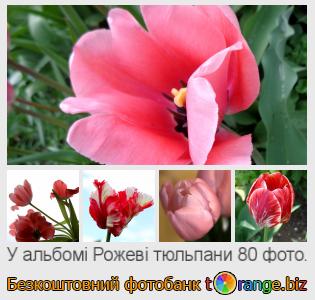 Фотобанк tOrange пропонує безкоштовні фото з розділу:  рожеві-тюльпани