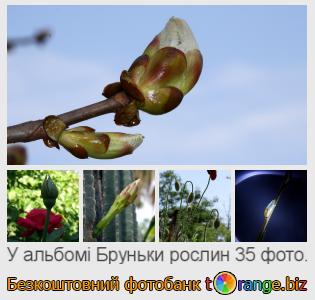 Фотобанк tOrange пропонує безкоштовні фото з розділу:  бруньки-рослин