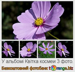 Фотобанк tOrange пропонує безкоштовні фото з розділу:  квітка-космеи