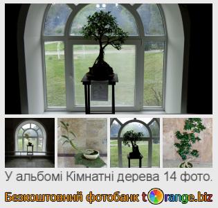 Фотобанк tOrange пропонує безкоштовні фото з розділу:  кімнатні-дерева