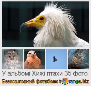 Фотобанк tOrange пропонує безкоштовні фото з розділу:  хижі-птахи