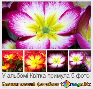Фотобанк tOrange пропонує безкоштовні фото з розділу:  квітка-примула