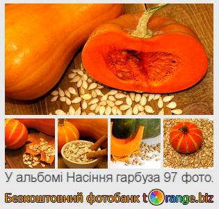 Фотобанк tOrange пропонує безкоштовні фото з розділу:  насіння-гарбуза