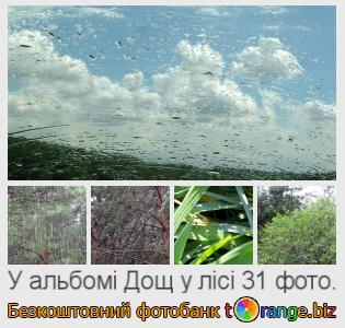 Фотобанк tOrange пропонує безкоштовні фото з розділу:  дощ-у-лісі