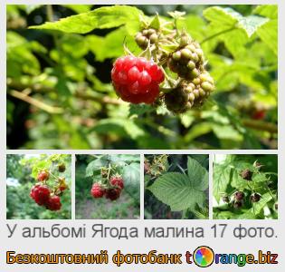 Фотобанк tOrange пропонує безкоштовні фото з розділу:  ягода-малина