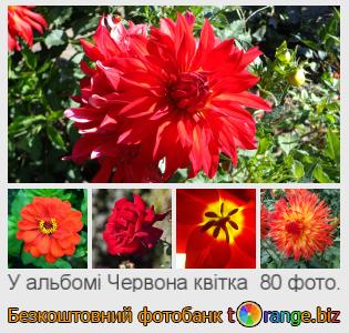 Фотобанк tOrange пропонує безкоштовні фото з розділу:  червона-квітка