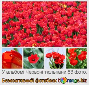 Фотобанк tOrange пропонує безкоштовні фото з розділу:  червоні-тюльпани