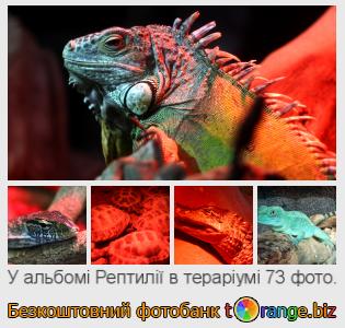 Фотобанк tOrange пропонує безкоштовні фото з розділу:  рептилії-в-тераріумі