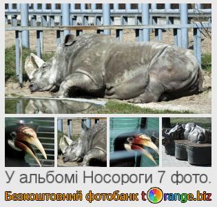 Фотобанк tOrange пропонує безкоштовні фото з розділу:  носороги