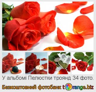 Фотобанк tOrange пропонує безкоштовні фото з розділу:  пелюстки-троянд