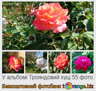 Фотобанк tOrange пропонує безкоштовні фото з розділу:  трояндовий-кущ