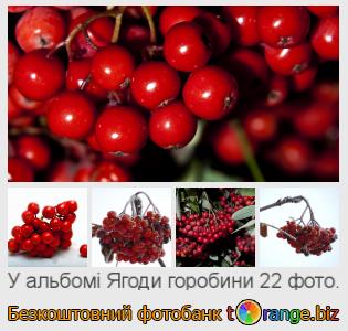Фотобанк tOrange пропонує безкоштовні фото з розділу:  ягоди-горобини