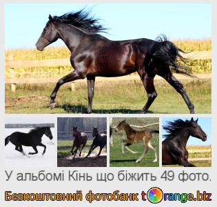 Фотобанк tOrange пропонує безкоштовні фото з розділу:  кінь-що-біжить