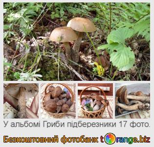 Фотобанк tOrange пропонує безкоштовні фото з розділу:  гриби-підберезники