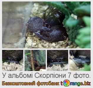 Фотобанк tOrange пропонує безкоштовні фото з розділу:  скорпіони