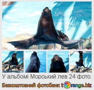 Фотобанк tOrange пропонує безкоштовні фото з розділу:  морський-лев