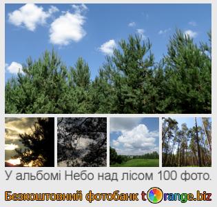 Фотобанк tOrange пропонує безкоштовні фото з розділу:  небо-над-лісом