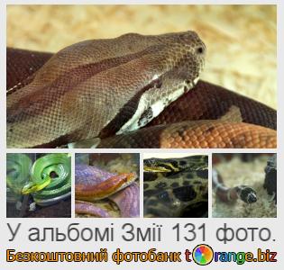 Фотобанк tOrange пропонує безкоштовні фото з розділу:  змії