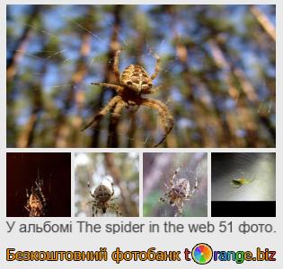 Фотобанк tOrange пропонує безкоштовні фото з розділу:  павук-в-павутині