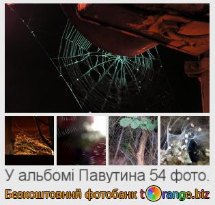Фотобанк tOrange пропонує безкоштовні фото з розділу:  павутина