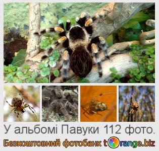 Фотобанк tOrange пропонує безкоштовні фото з розділу:  павуки