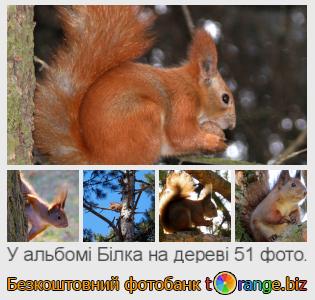 Фотобанк tOrange пропонує безкоштовні фото з розділу:  білка-на-дереві