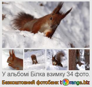 Фотобанк tOrange пропонує безкоштовні фото з розділу:  білка-взимку