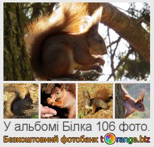 Фотобанк tOrange пропонує безкоштовні фото з розділу:  білка