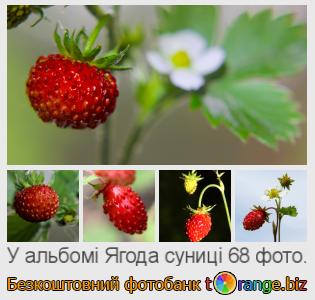 Фотобанк tOrange пропонує безкоштовні фото з розділу:  ягода-суниці