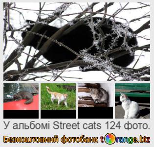 Фотобанк tOrange пропонує безкоштовні фото з розділу:  вуличні-кішки