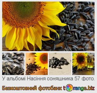 Фотобанк tOrange пропонує безкоштовні фото з розділу:  насіння-соняшника