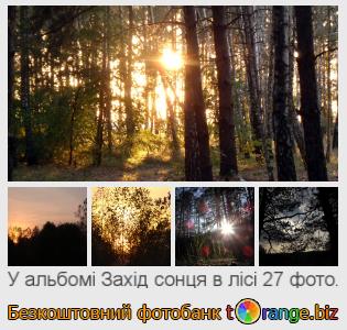 Фотобанк tOrange пропонує безкоштовні фото з розділу:  захід-сонця-в-лісі