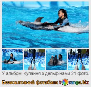 Фотобанк tOrange пропонує безкоштовні фото з розділу:  купання-з-дельфінами