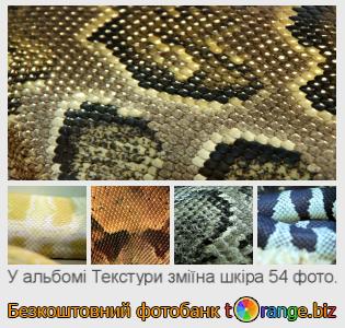 Фотобанк tOrange пропонує безкоштовні фото з розділу:  текстури-зміїна-шкіра