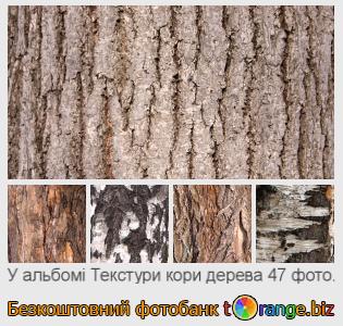 Фотобанк tOrange пропонує безкоштовні фото з розділу:  текстури-кори-дерева