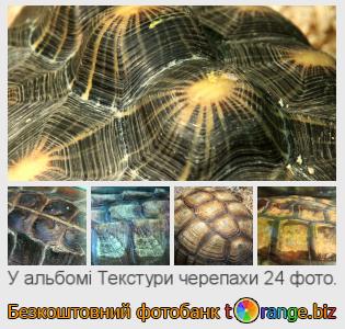 Фотобанк tOrange пропонує безкоштовні фото з розділу:  текстури-черепахи