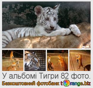Фотобанк tOrange пропонує безкоштовні фото з розділу:  тигри
